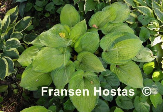 Hosta Mister Watson